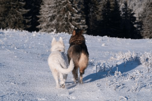 “Man kann nicht nicht kommunizieren“
 - Sie verstehen sich - Hunde im Schnee. Foto: C. Funk